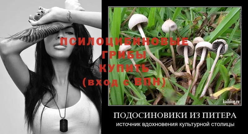 Галлюциногенные грибы Psilocybine cubensis  Когалым 